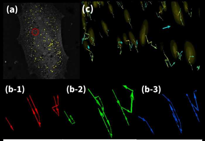 Figure 7. Lipid Droplet Tracking Method using Optical Flow in 3D Cell Image Data.