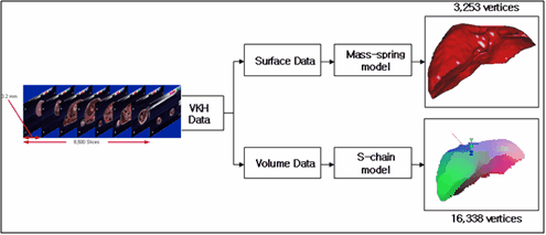 Figure 1. Dual deformable model that consists of the mass-spring model and the S-chain model